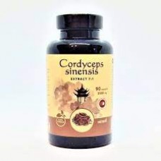 Kordicepsas Cordyceps sinensis Herbin